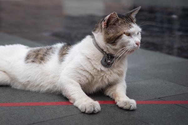 Cats of Blok M